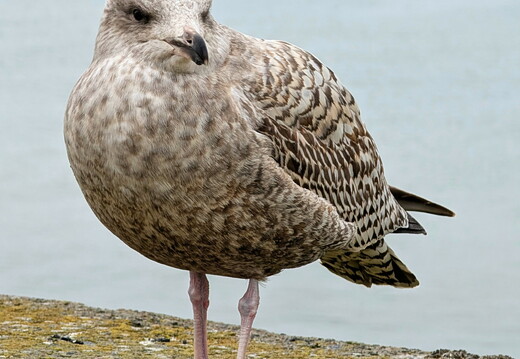 Mecklenburg-Vorpommern
